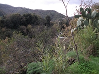 cantara gurne23122011 133